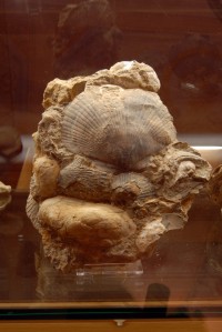 Museo Comunale, conchiglie fossili.