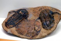 Museo Comunale, fossili.