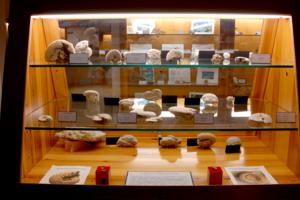 Museo dei Fossili e dei minerali