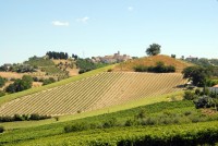 Panoramica delle colline montegibertesi.
