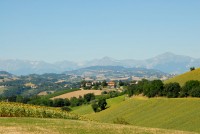 Panoramica delle colline montegibertesi verso i Sibillini.